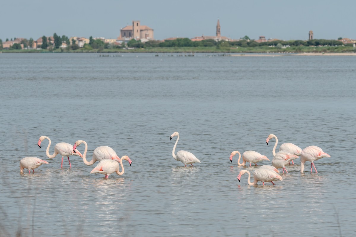 Greater Flamingo - ML647842729
