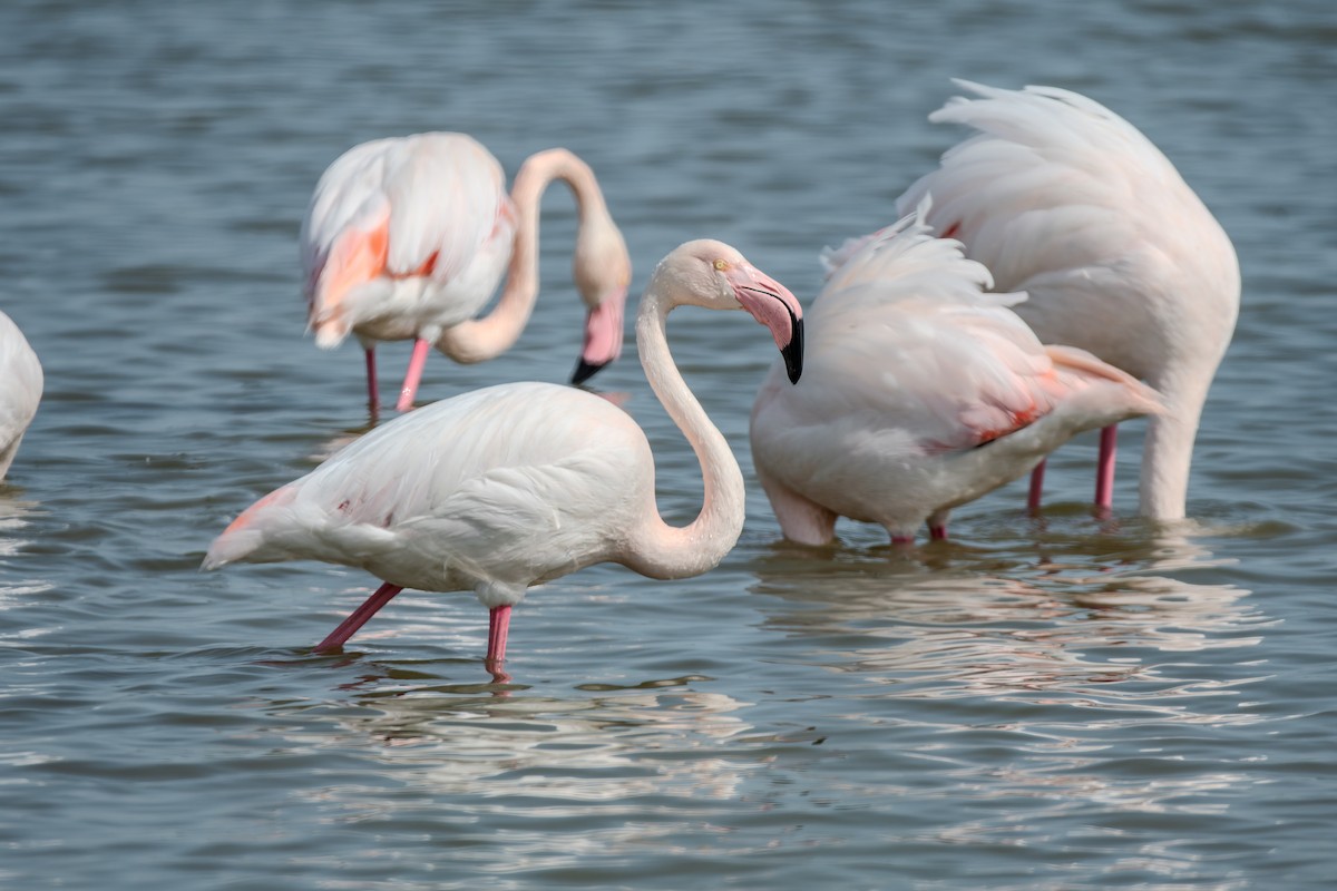 Greater Flamingo - ML647842730