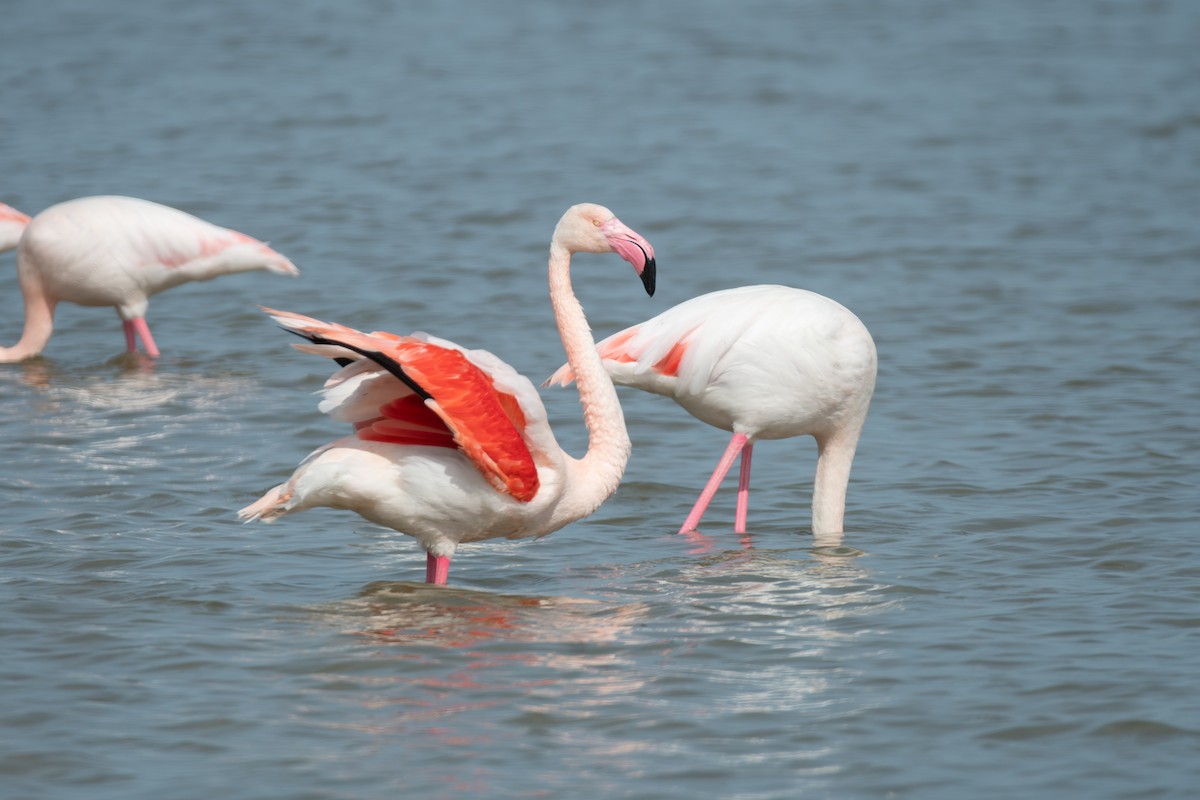 Greater Flamingo - ML647842731