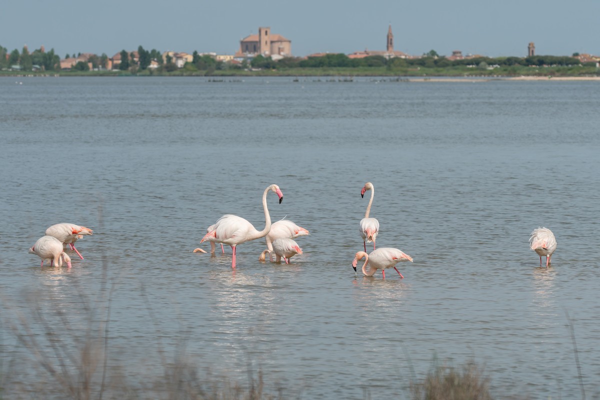 Greater Flamingo - ML647842732