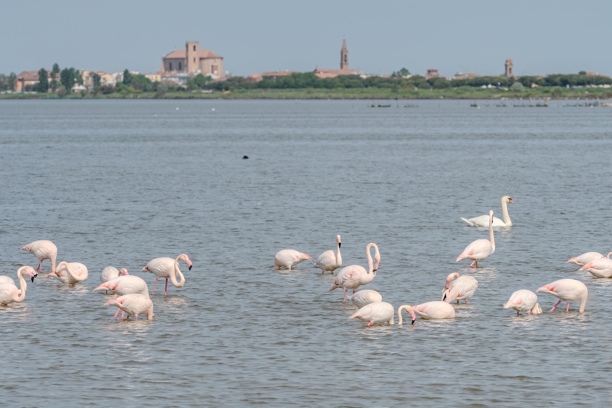 Greater Flamingo - ML647842733