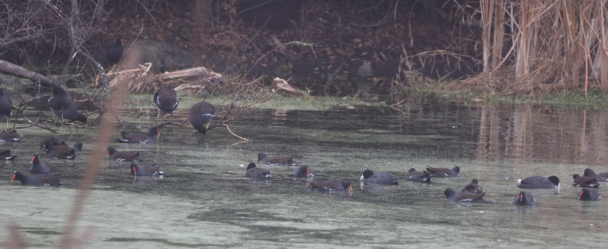 Common Gallinule - ML647842734