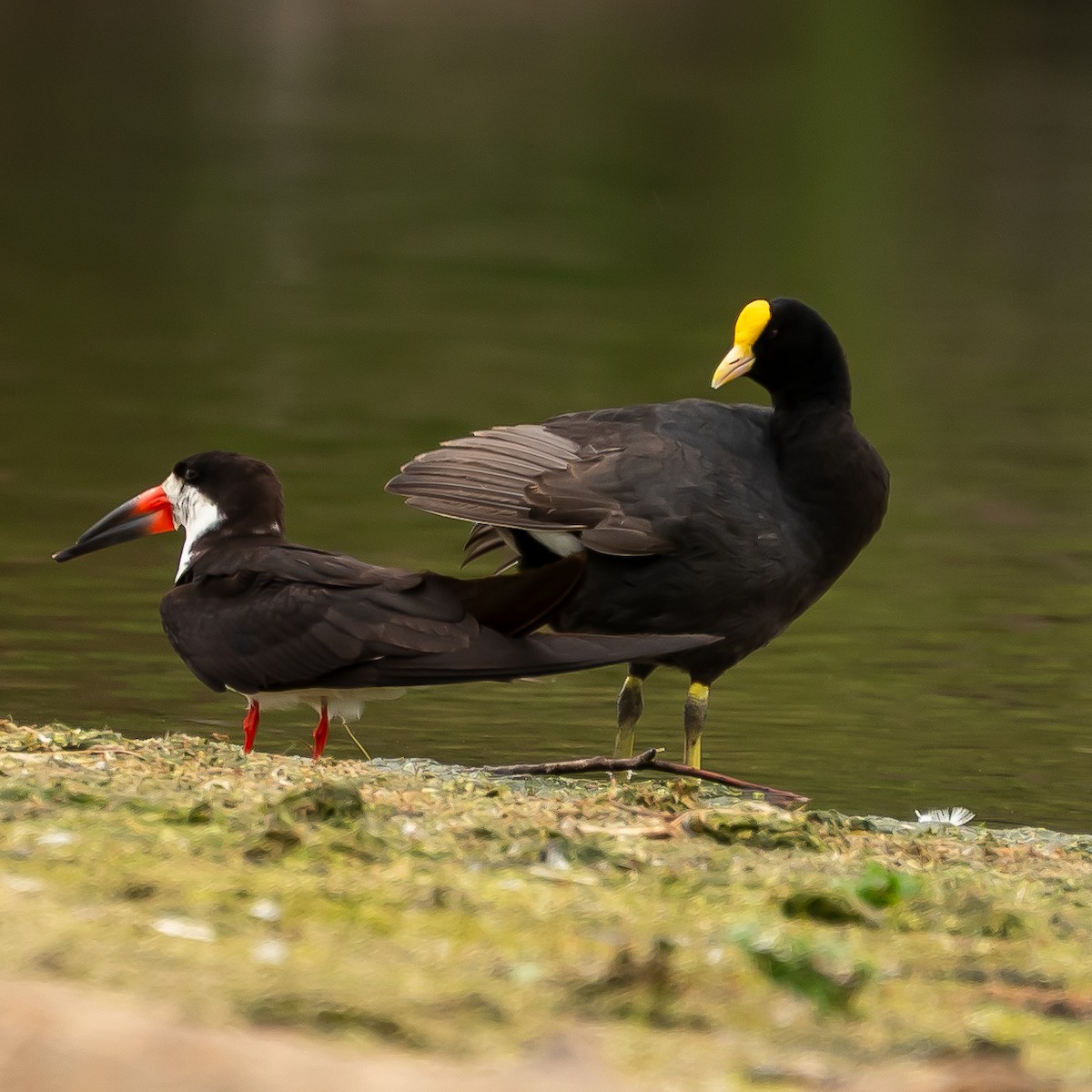 White-winged Coot - ML647842737