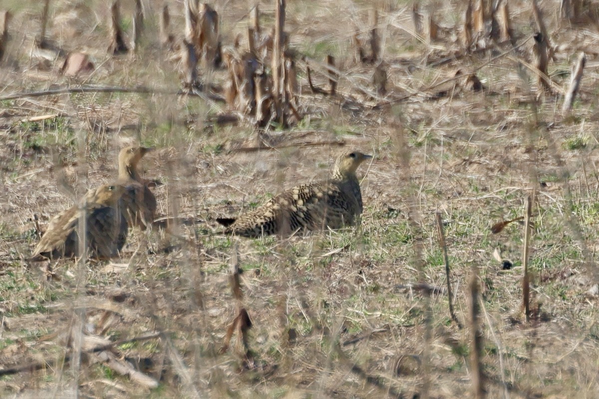 Chestnut-bellied Sandgrouse - ML647842740