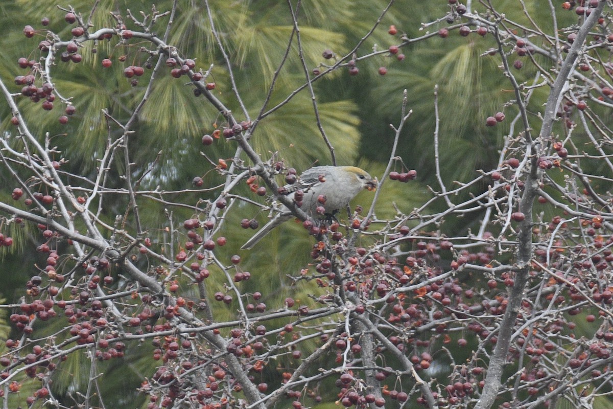 Pine Grosbeak - ML647842741