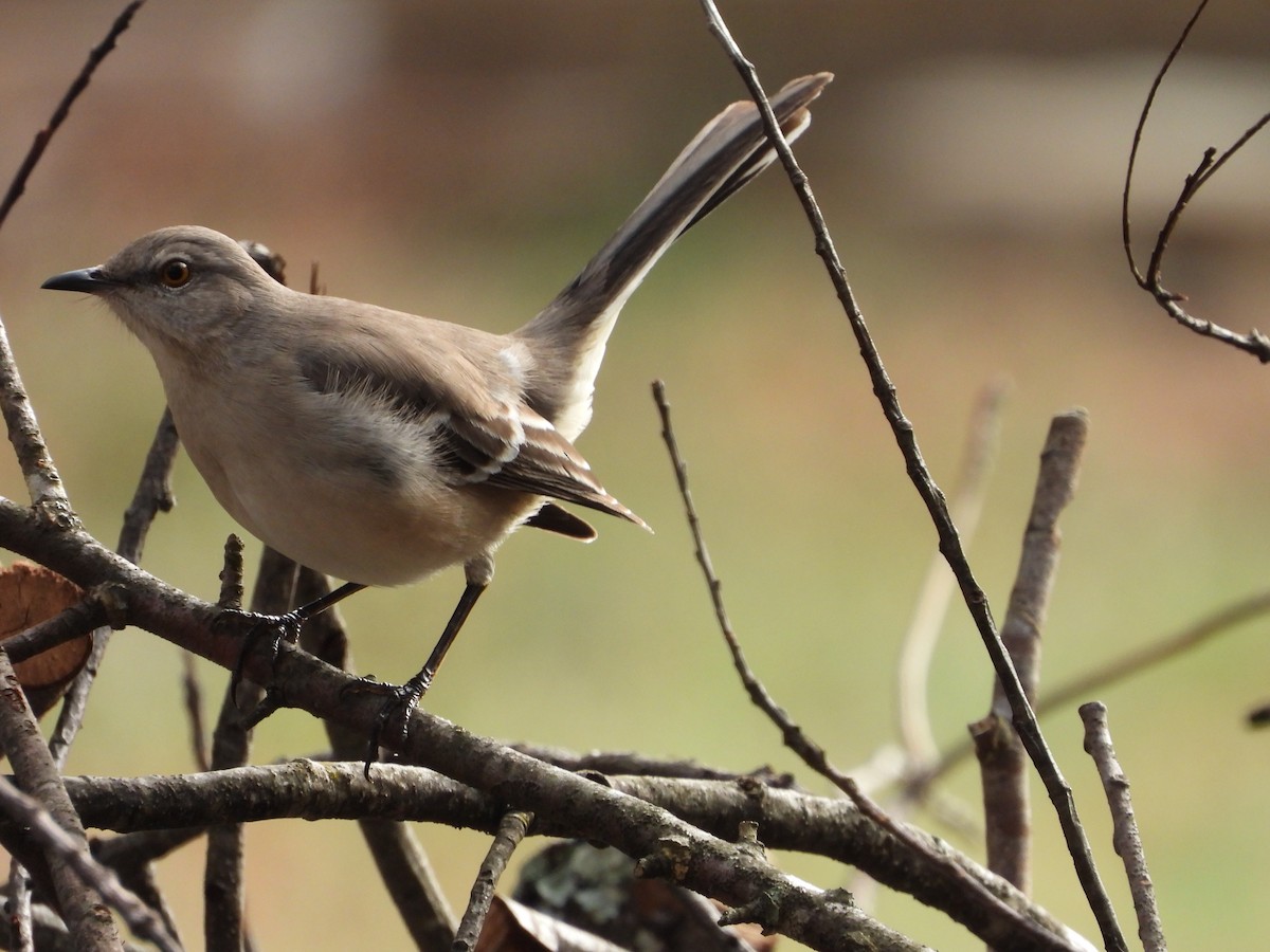 Northern Mockingbird - ML647842743
