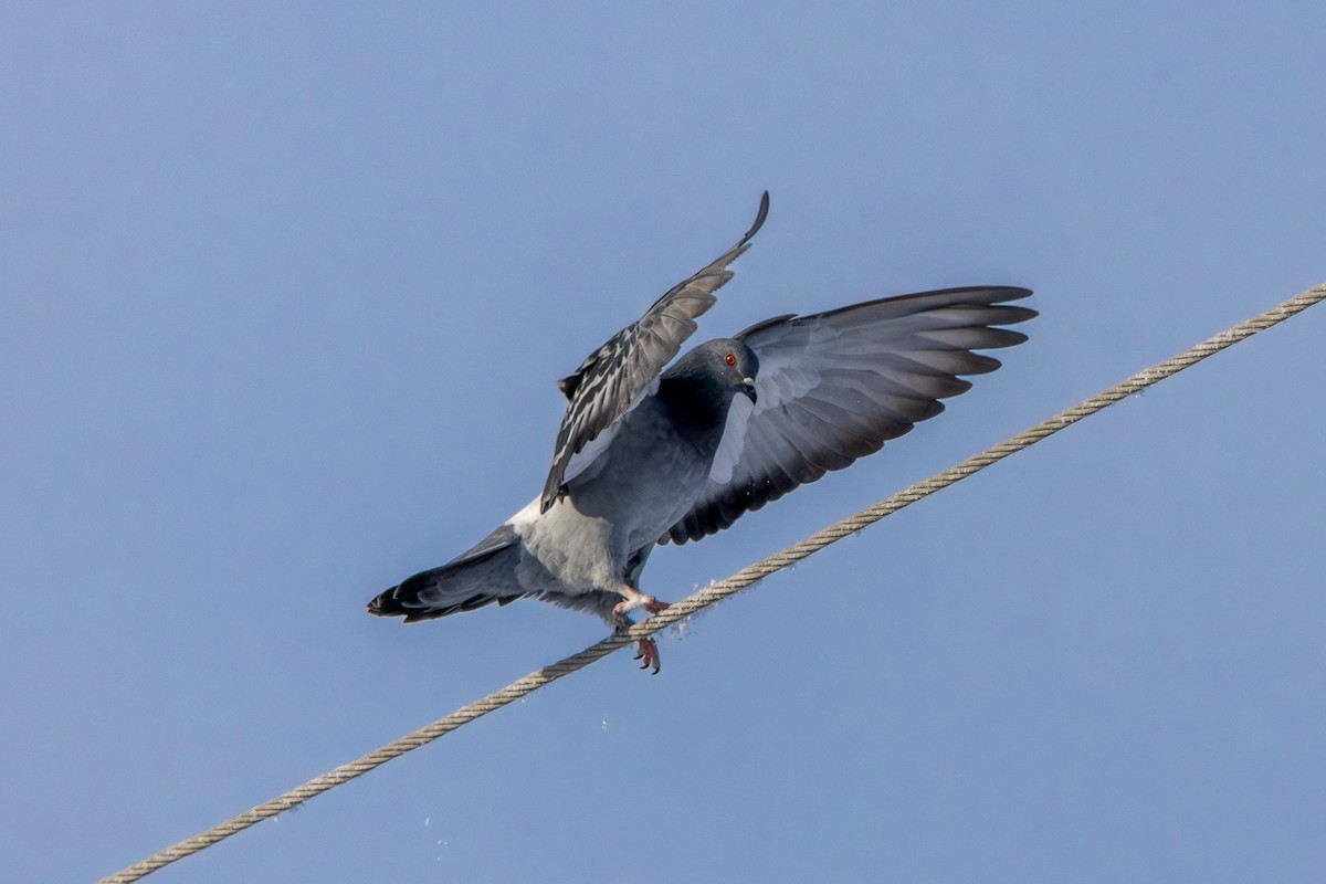 Rock Pigeon (Feral Pigeon) - ML647842744