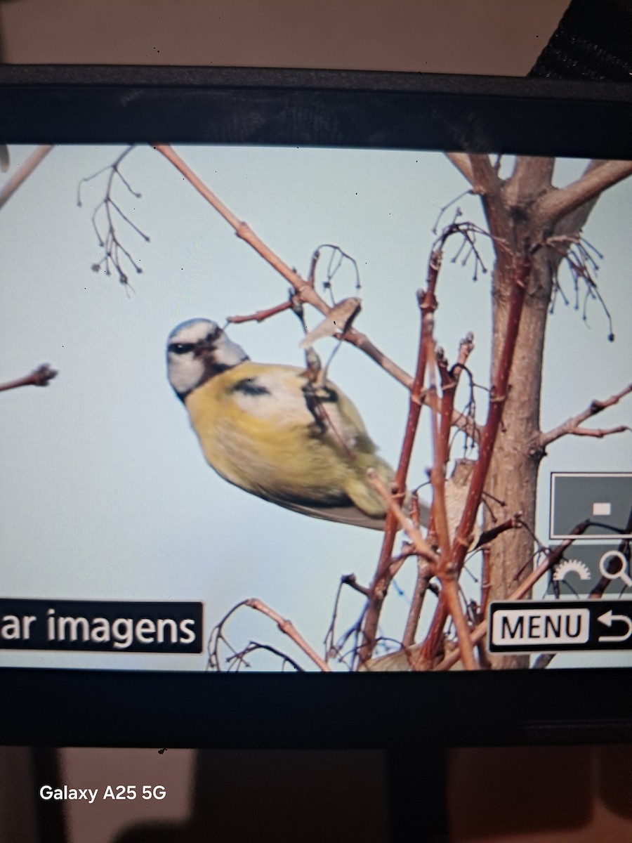 Eurasian Blue Tit - ML647842745