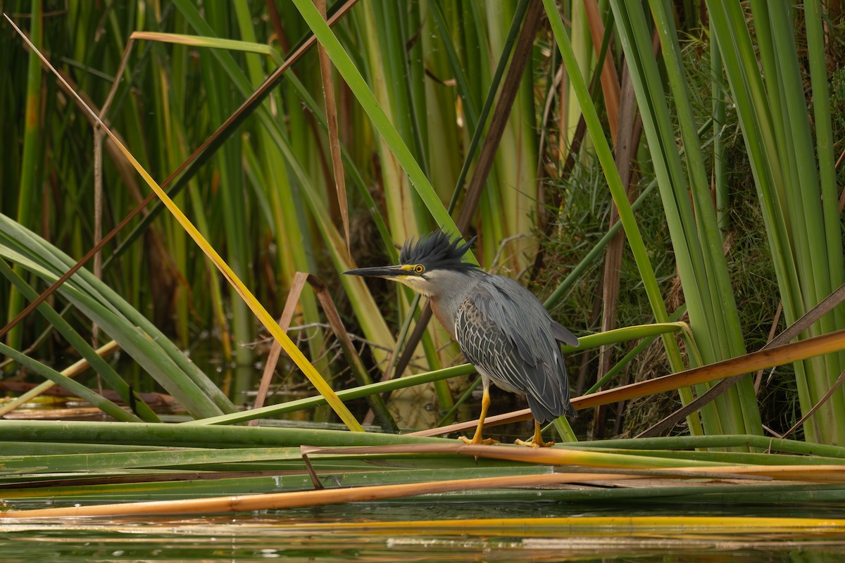 Striated Heron - ML647842746