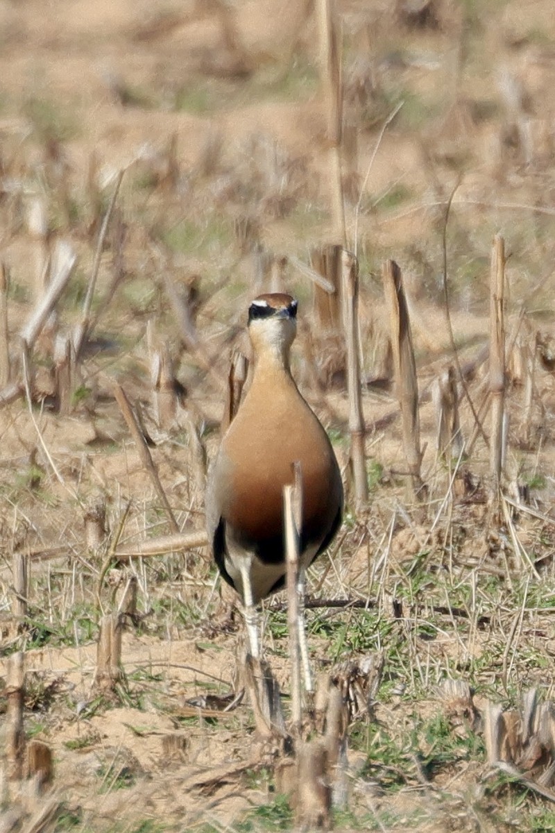 Indian Courser - ML647842748
