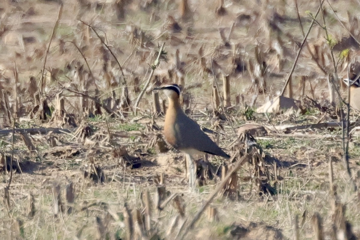 Indian Courser - ML647842749