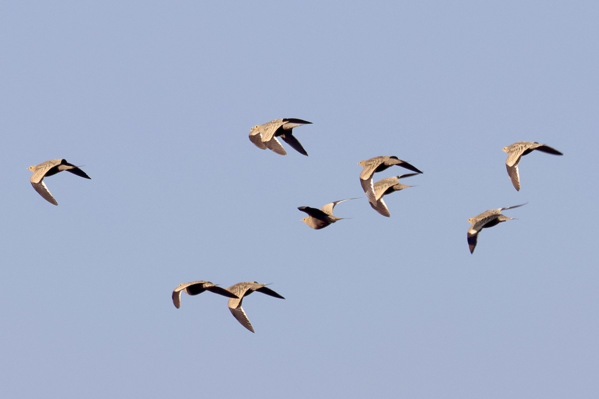 Indian Courser - ML647842751