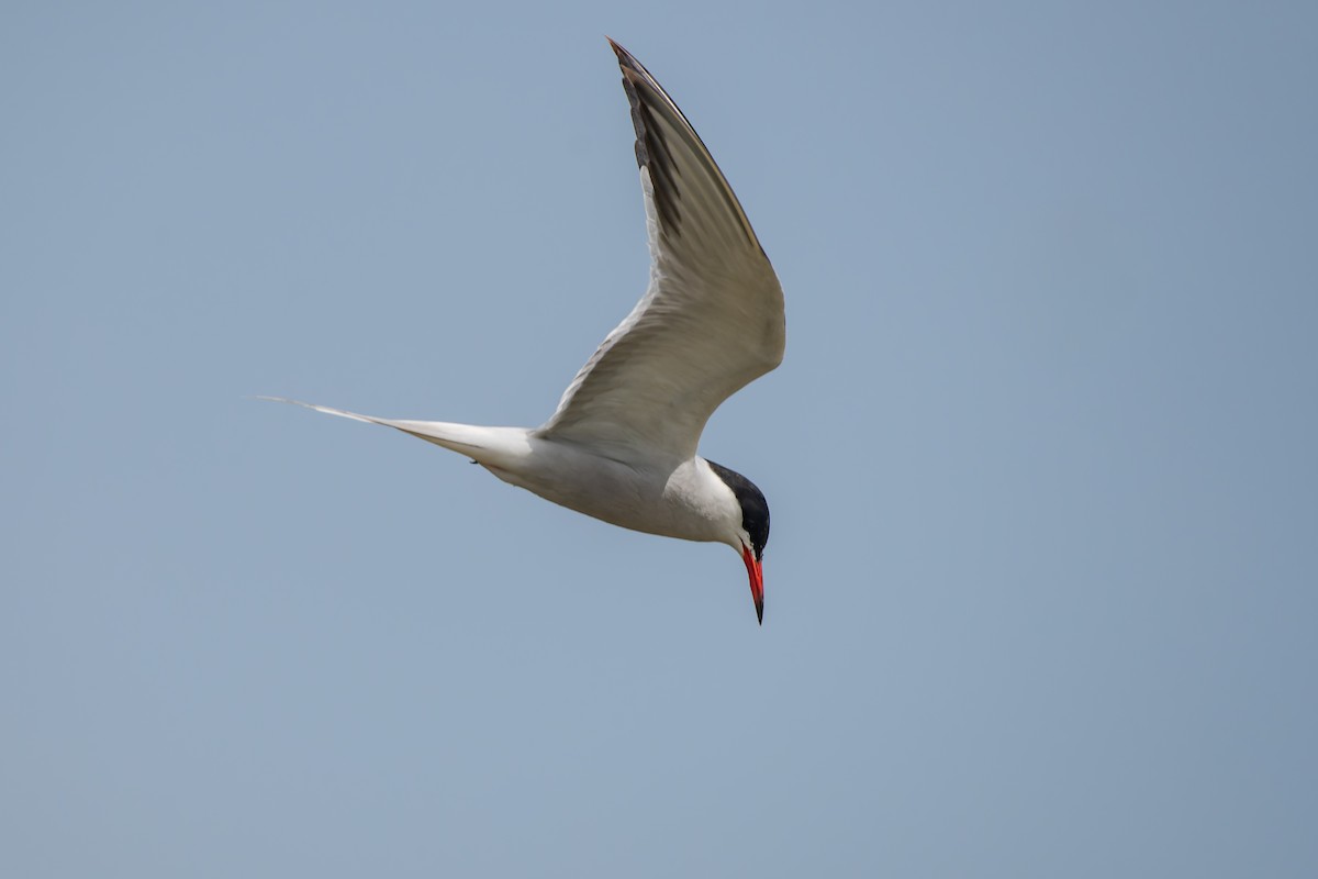 Common Tern - ML647842753