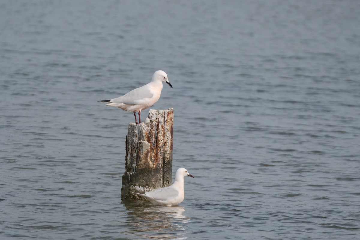 Морской голубок - ML647842789