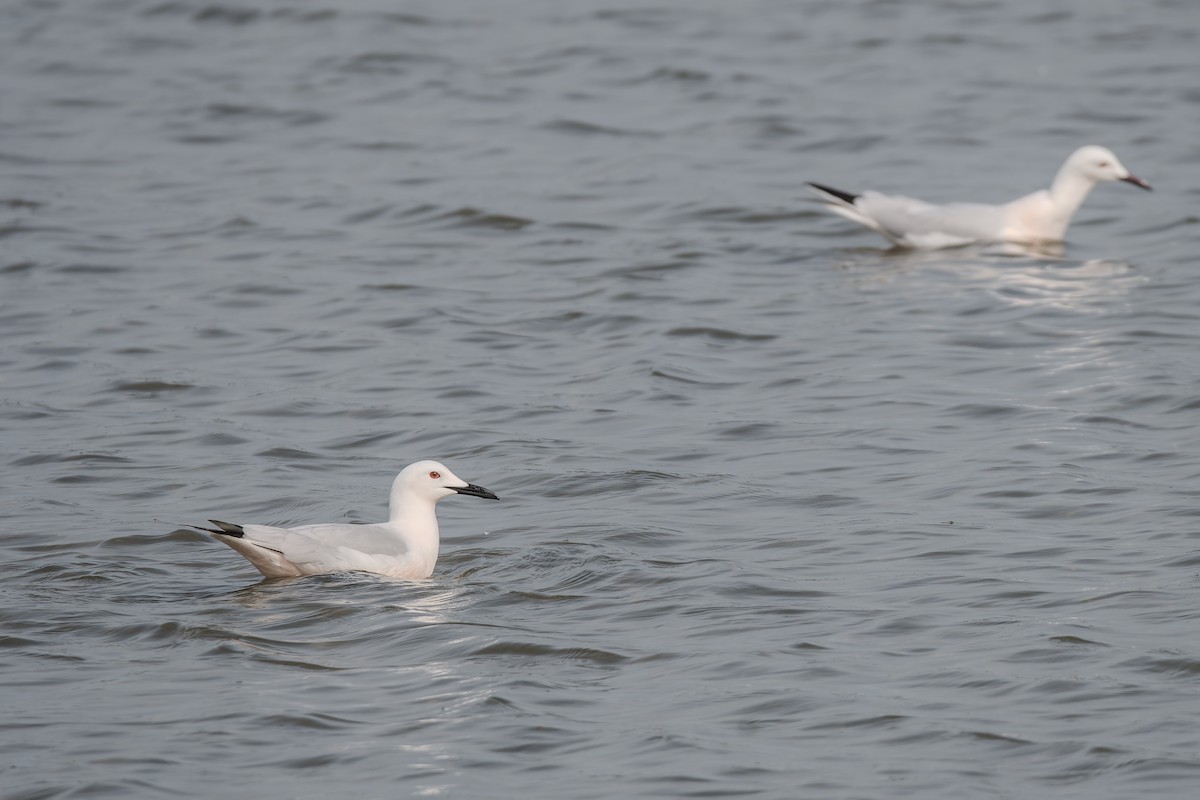 Морской голубок - ML647842790