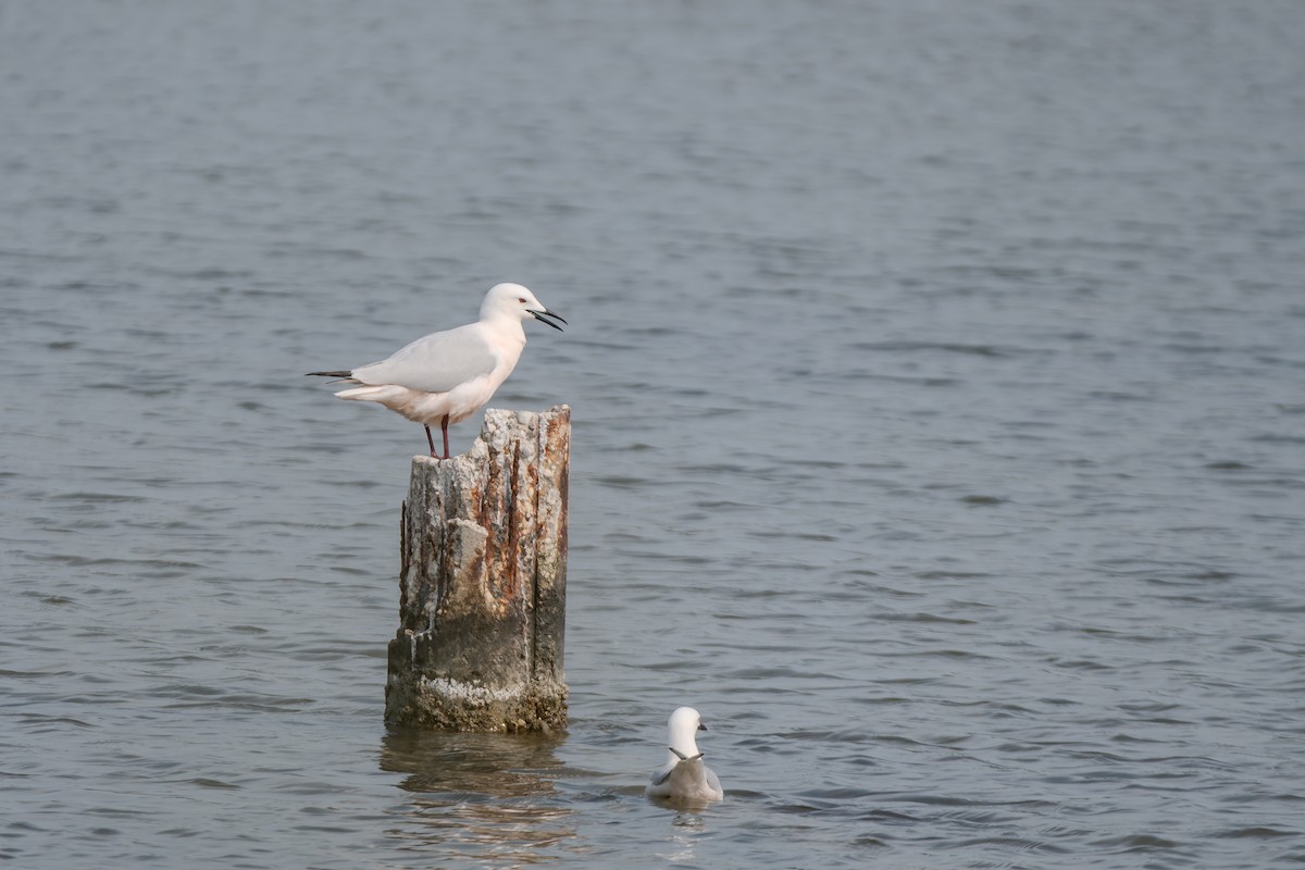 Морской голубок - ML647842791