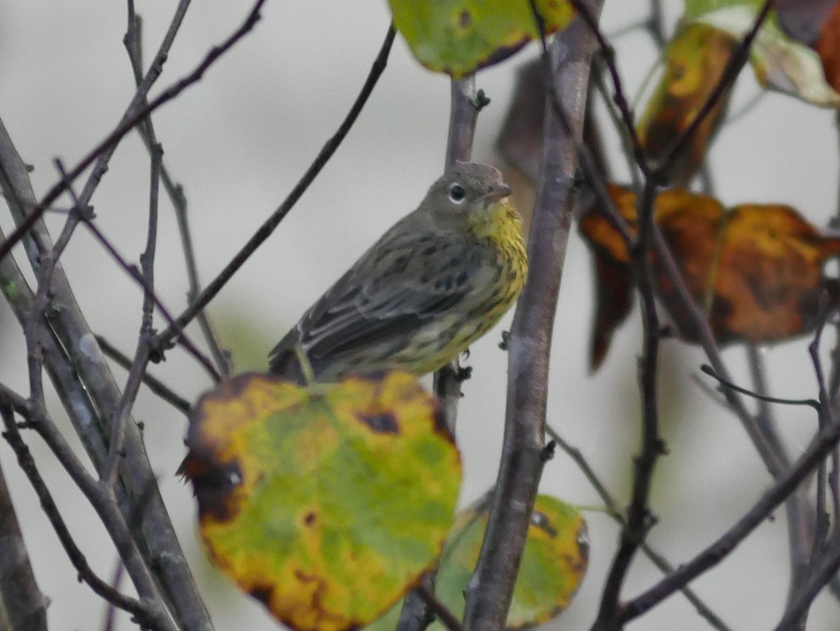 Kirtland's Warbler - ML647842792