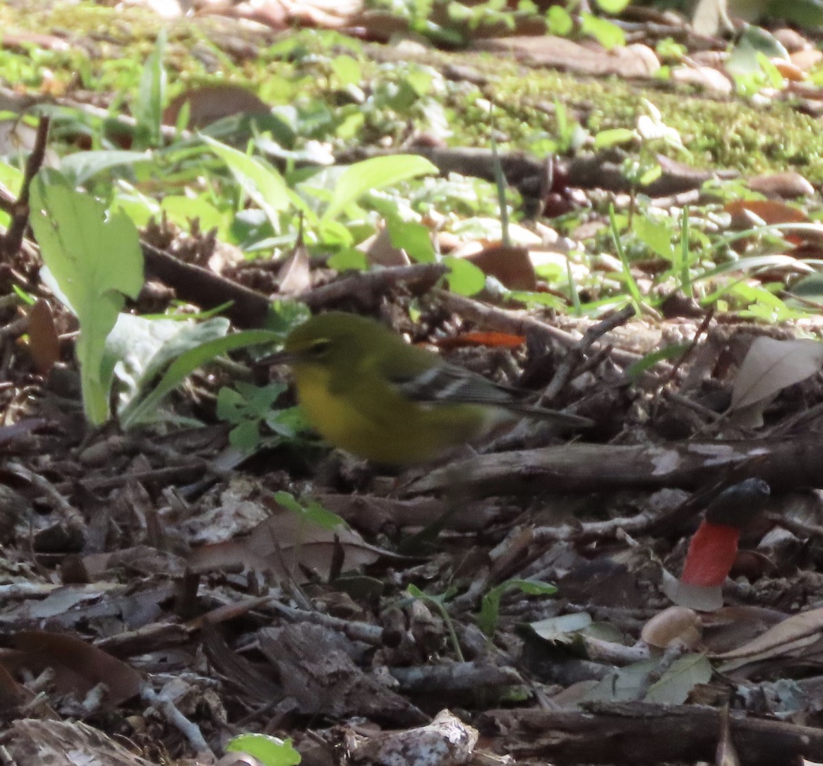 Pine Warbler - ML647842815