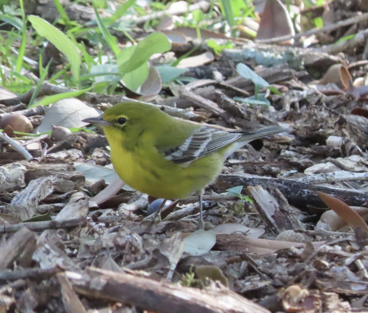 Pine Warbler - ML647842816