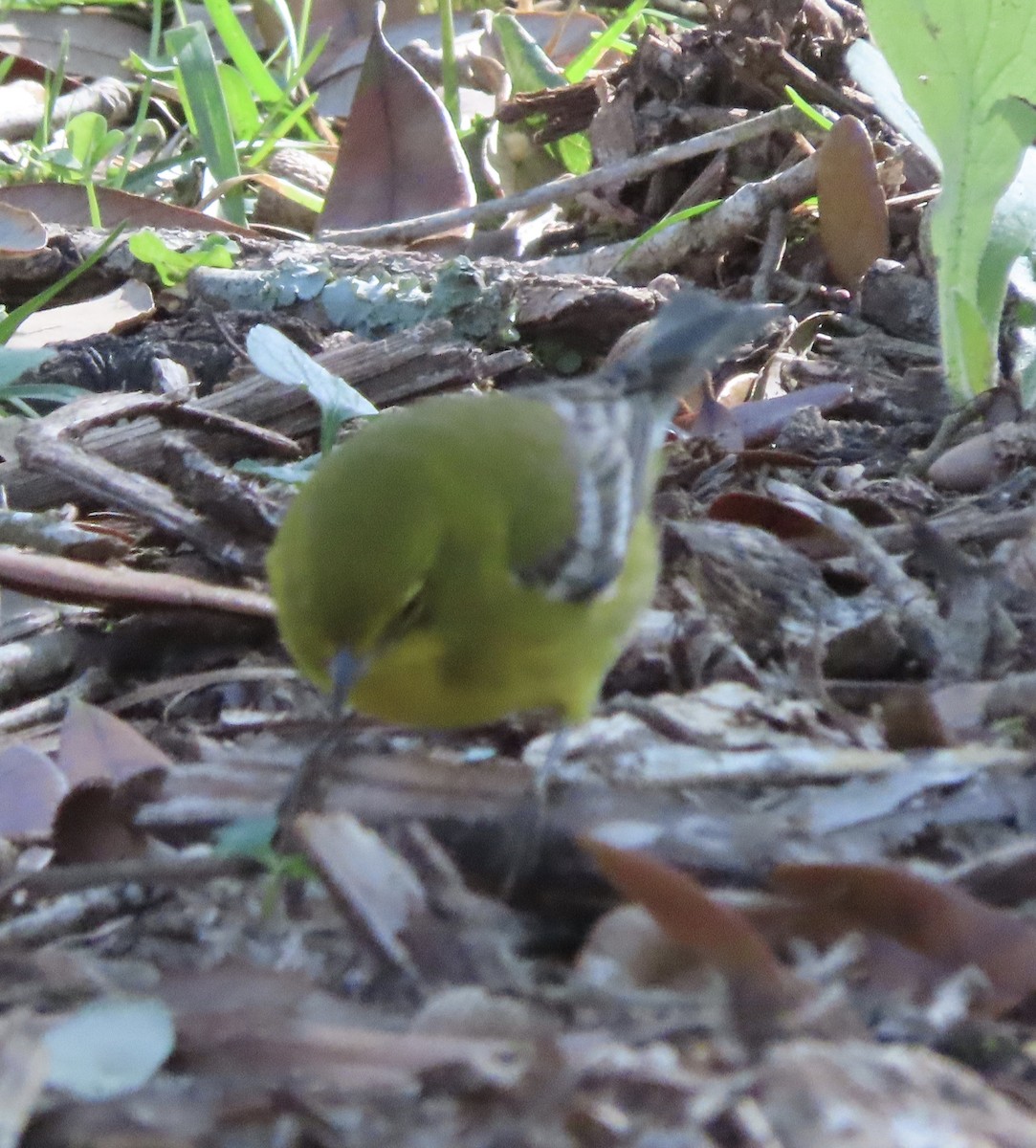 Pine Warbler - ML647842817