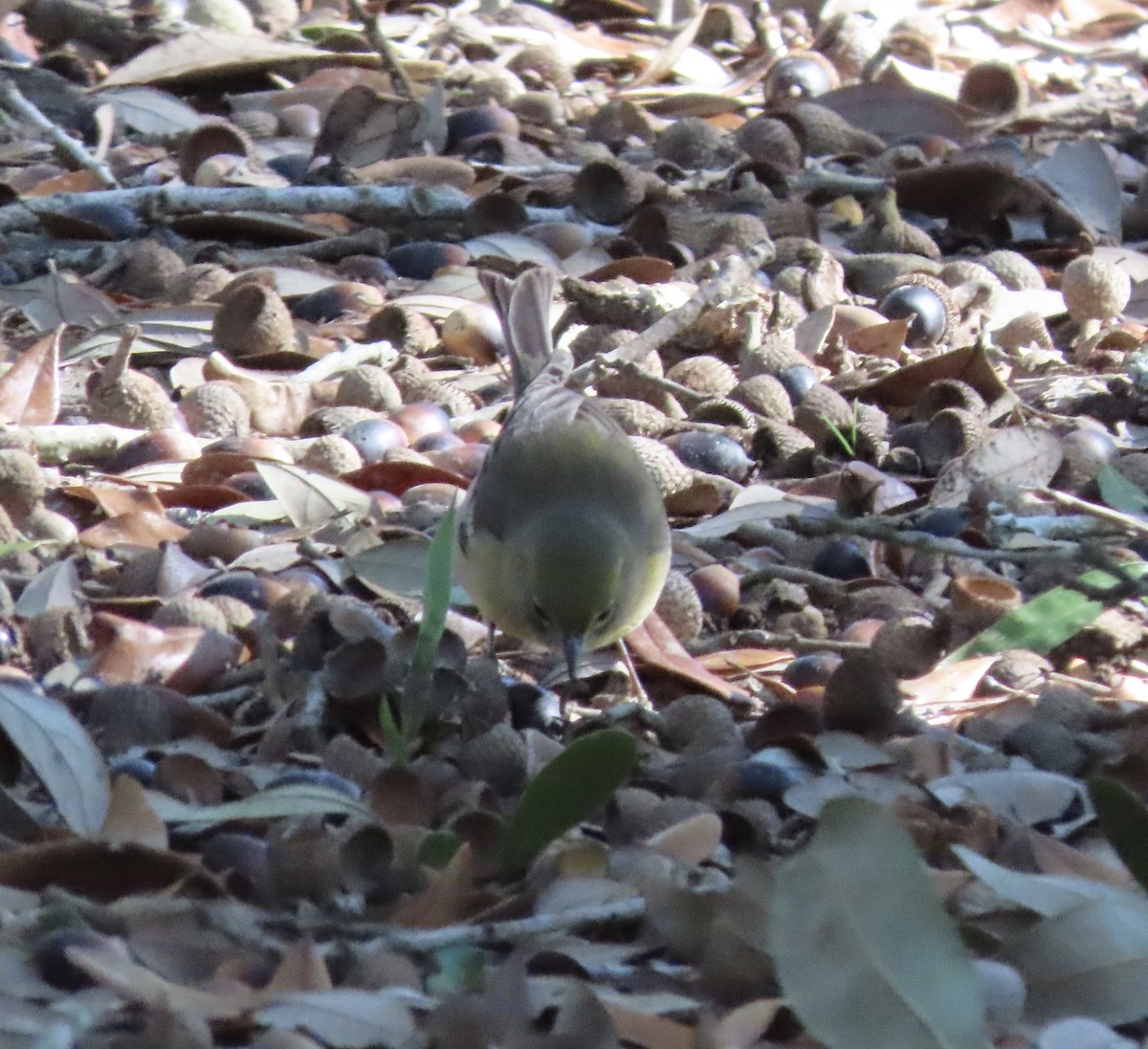 Pine Warbler - ML647842818