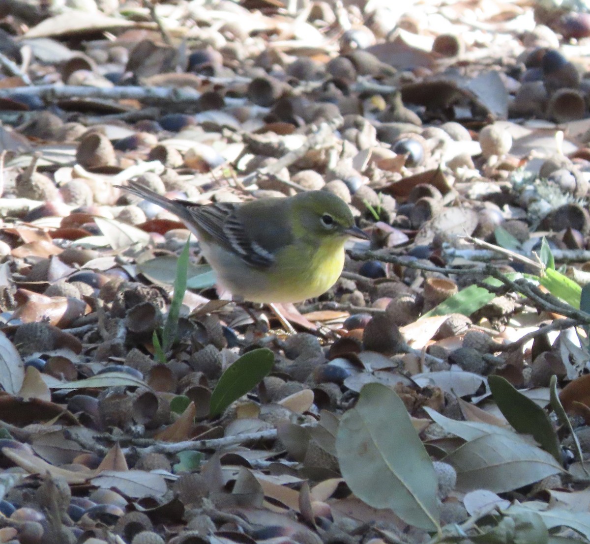 Pine Warbler - ML647842819