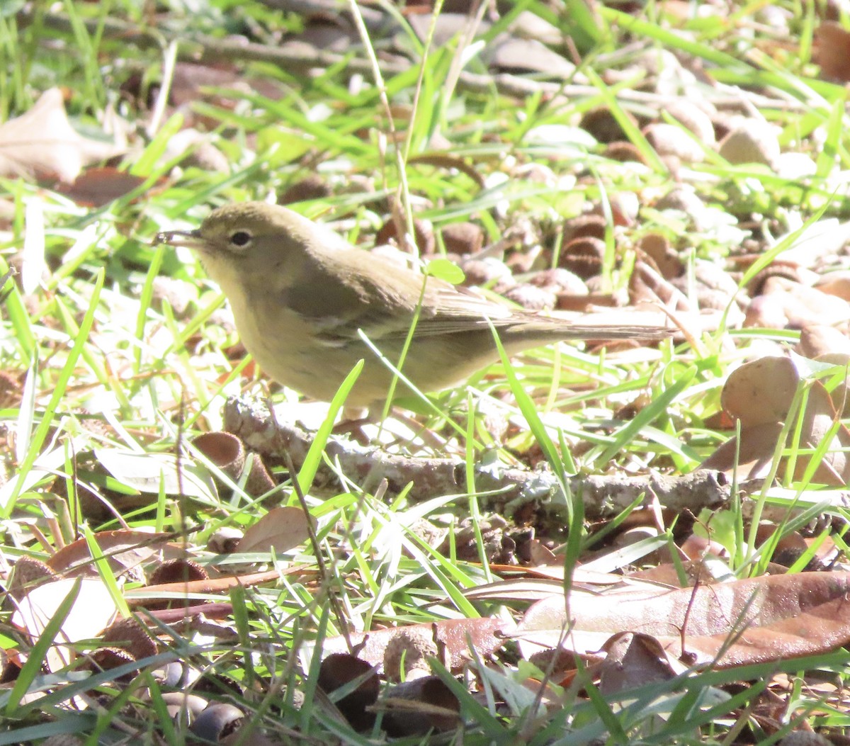 Pine Warbler - ML647842820