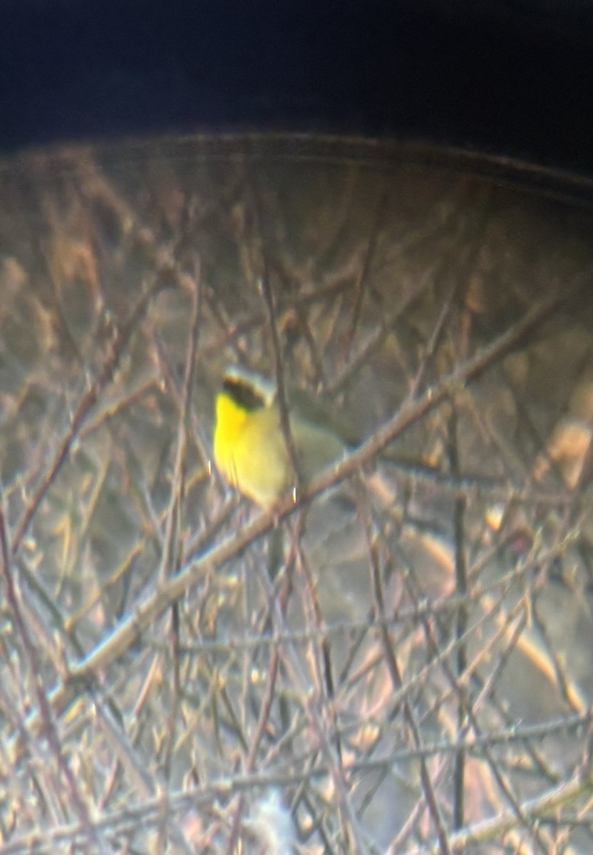 Common Yellowthroat - ML647842824