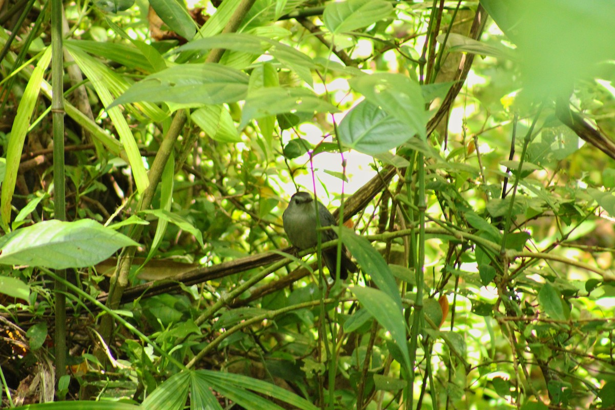 Moqueur chat - ML647842890