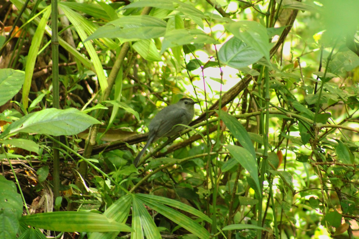 Moqueur chat - ML647842891