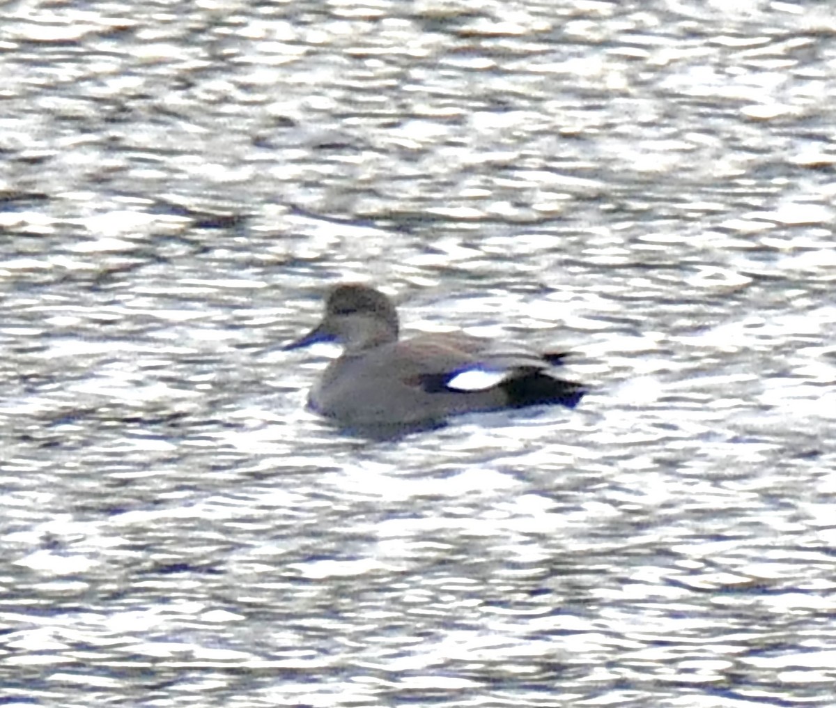 Серая утка - ML647842892