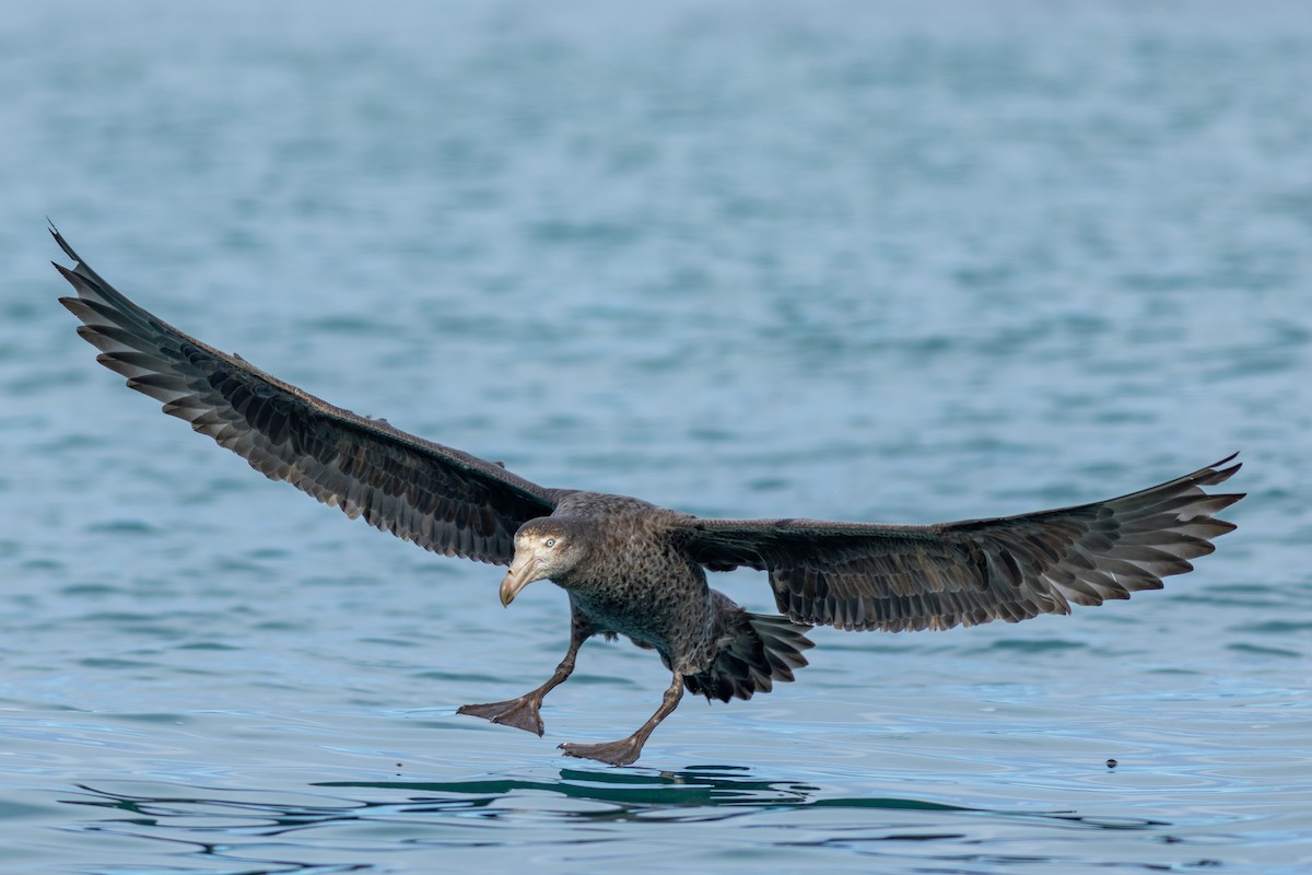 Petreltzar iluna - ML647842900