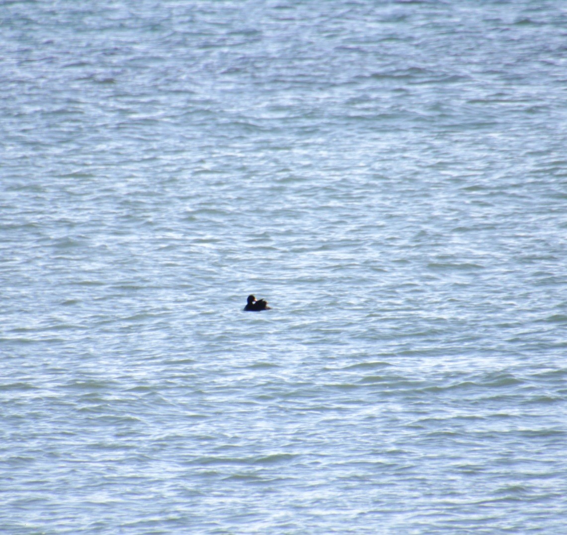 Американская синьга - ML647842922