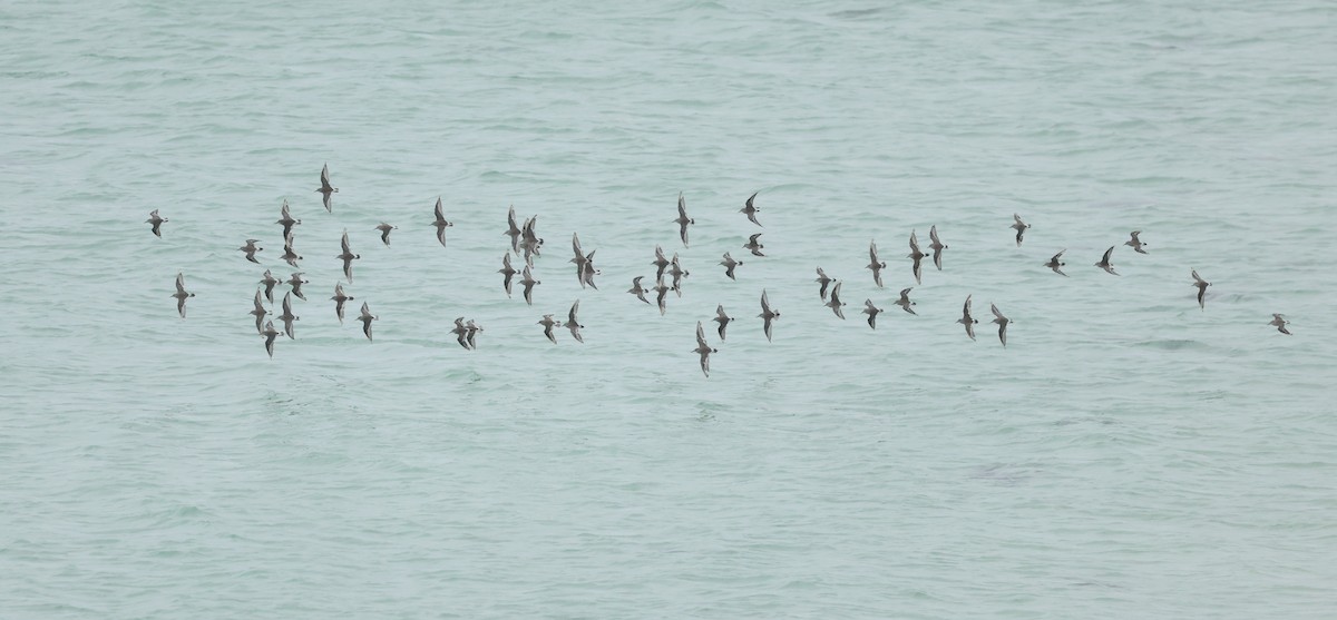 bonapartesnipe - ML647842944