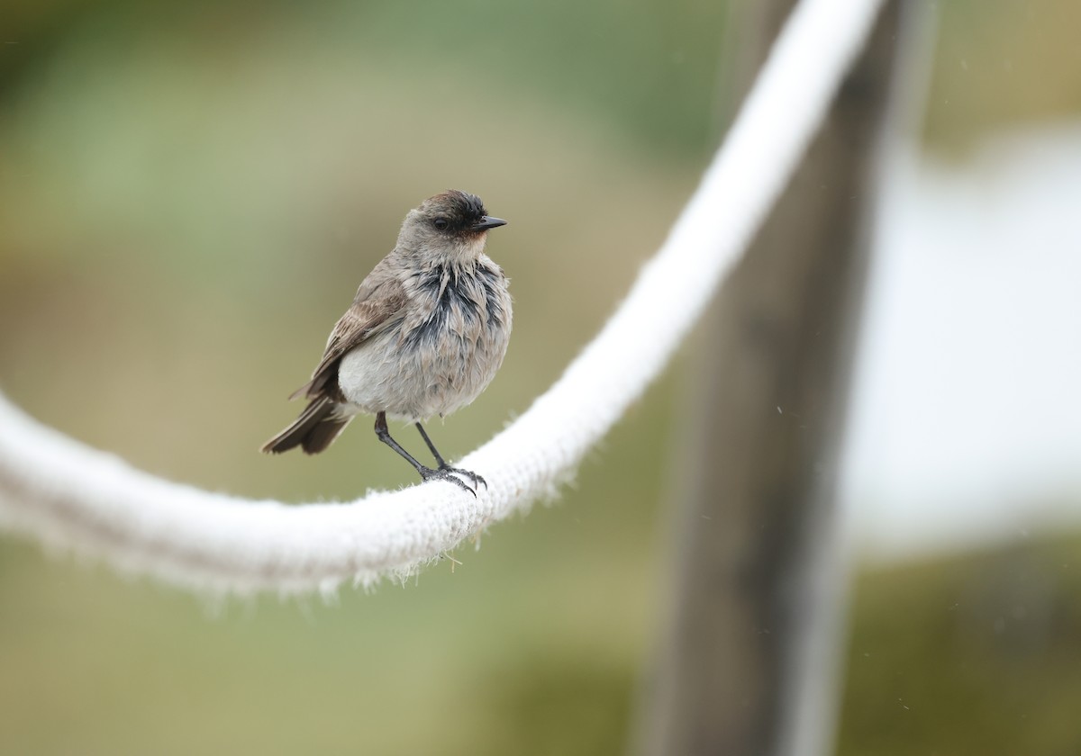 magellanmarktyrann - ML647842959