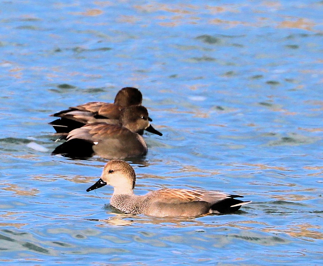 Серая утка - ML647842987