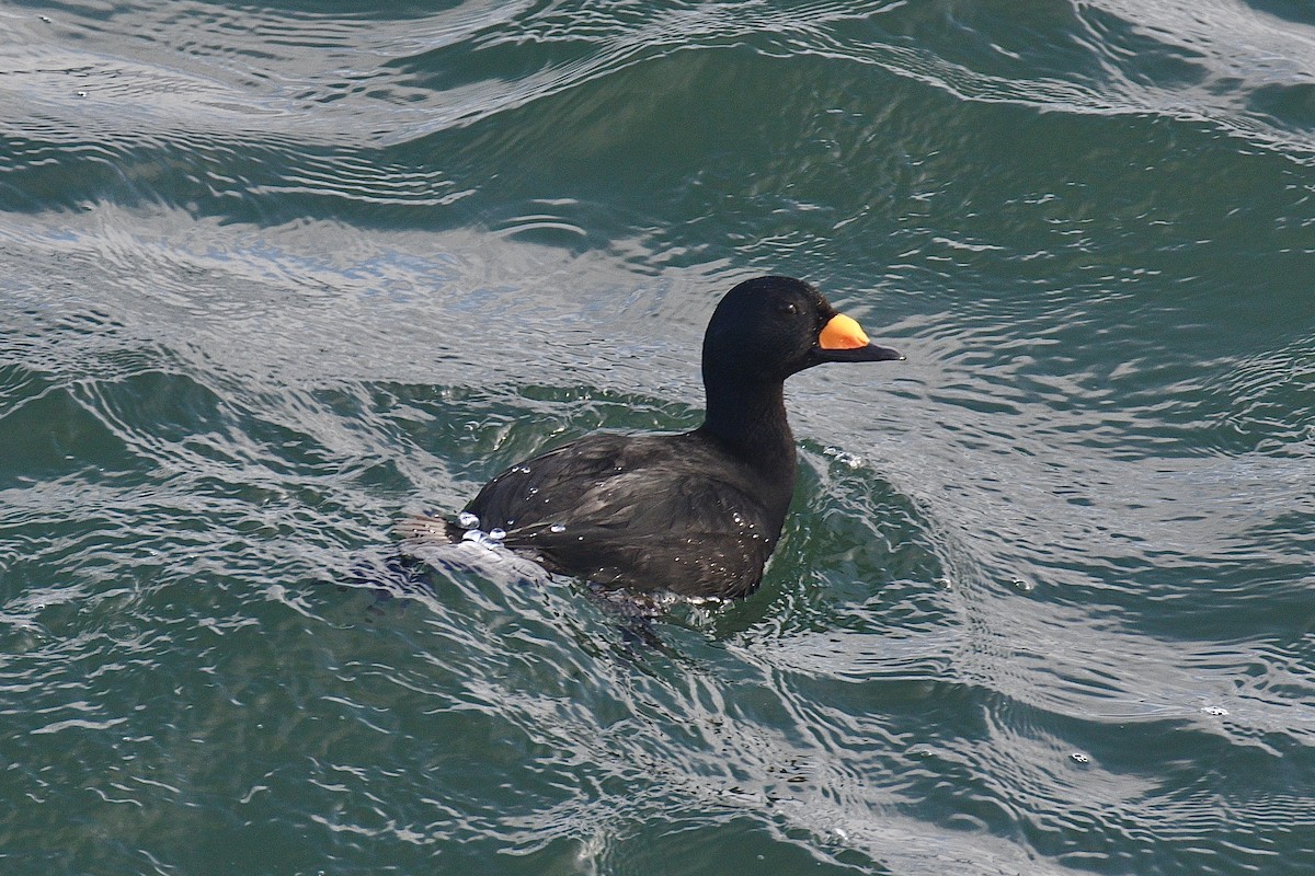 Американская синьга - ML647843002