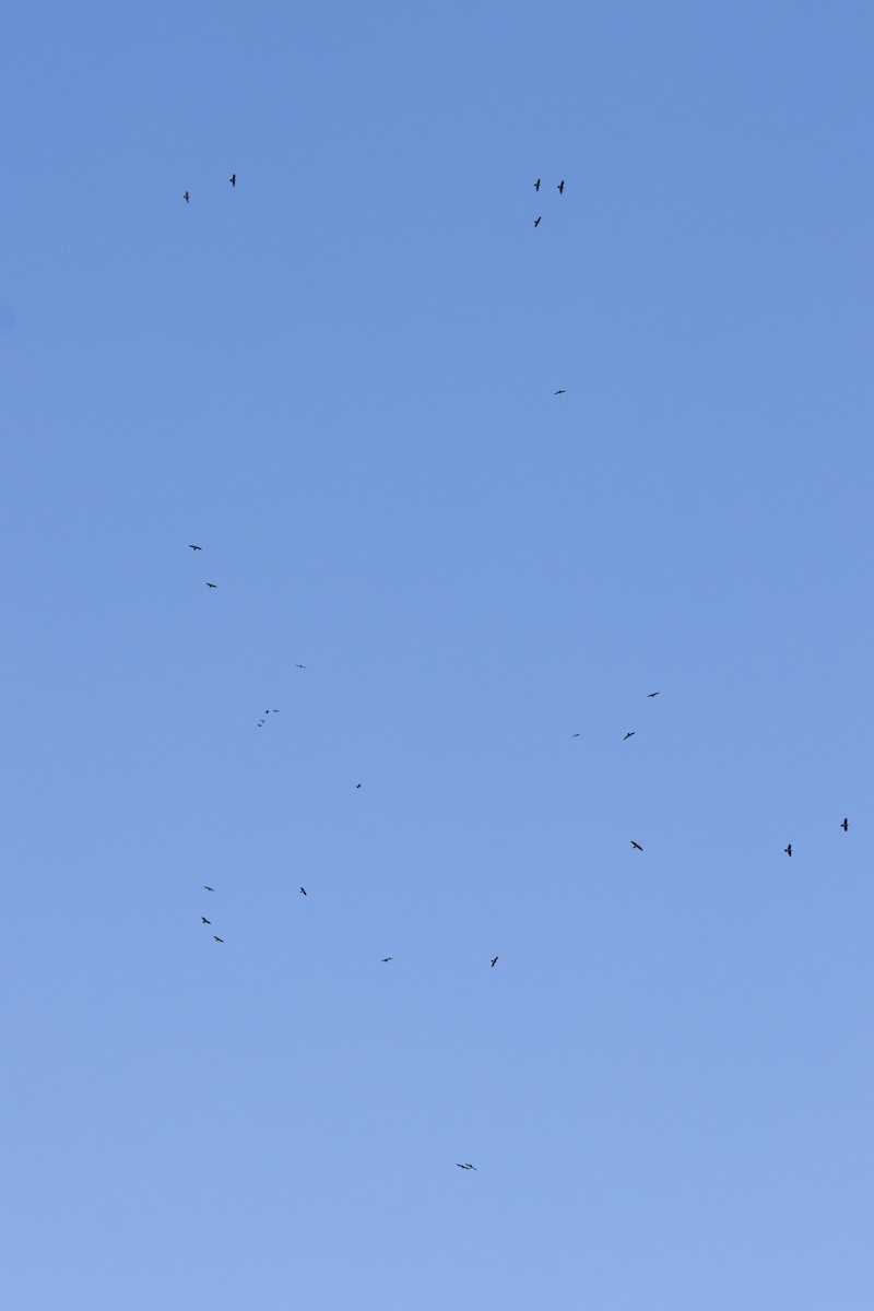 Corvo imperiale - ML647843003