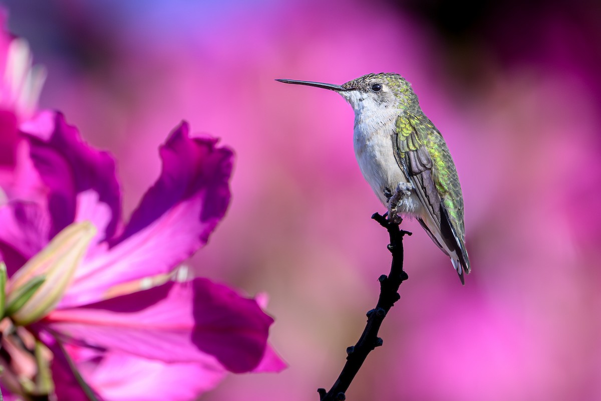 Рубиновогорлый колибри - ML647843006