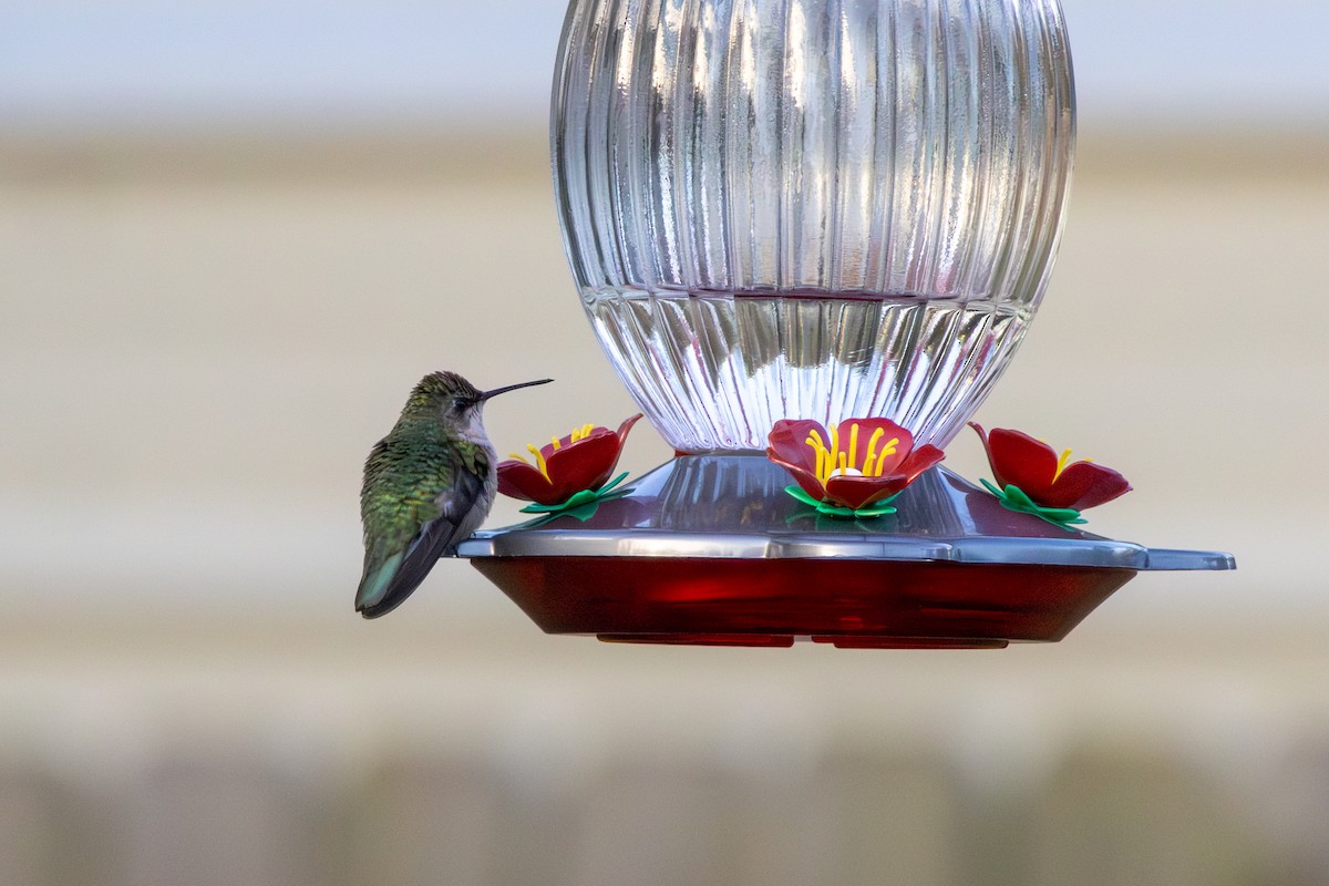 Рубиновогорлый колибри - ML647843013