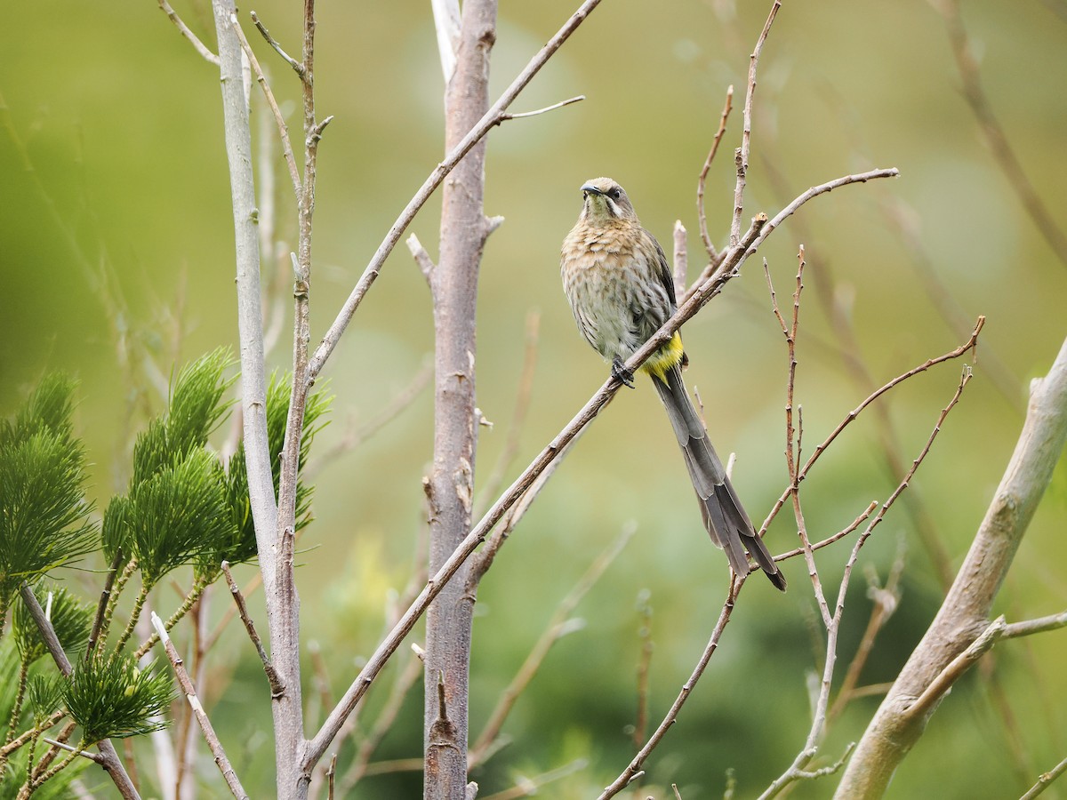 Cape Sugarbird - ML647843021