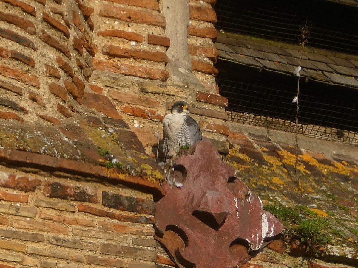 sokol stěhovavý - ML647843026