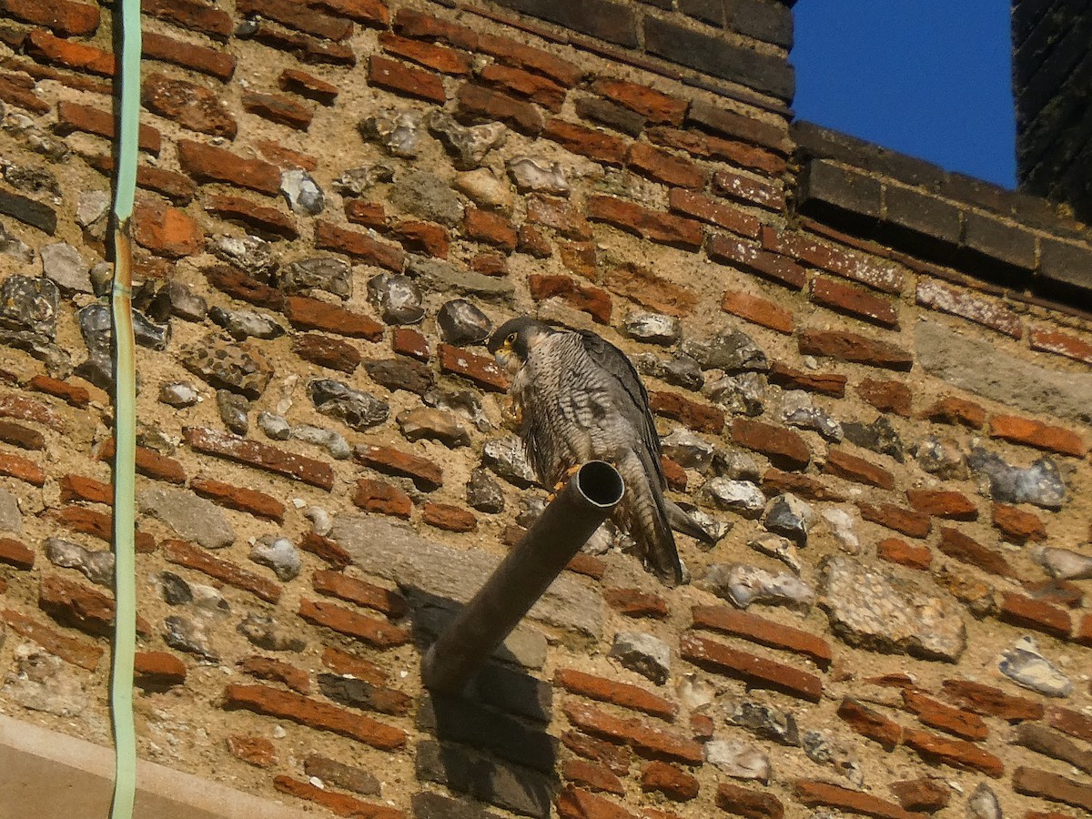 sokol stěhovavý - ML647843027