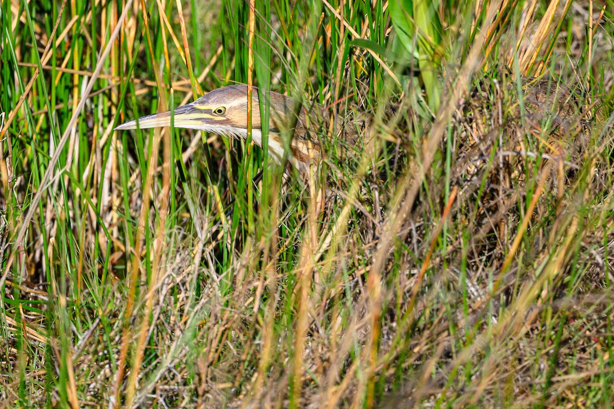 Бугай американський - ML647843028