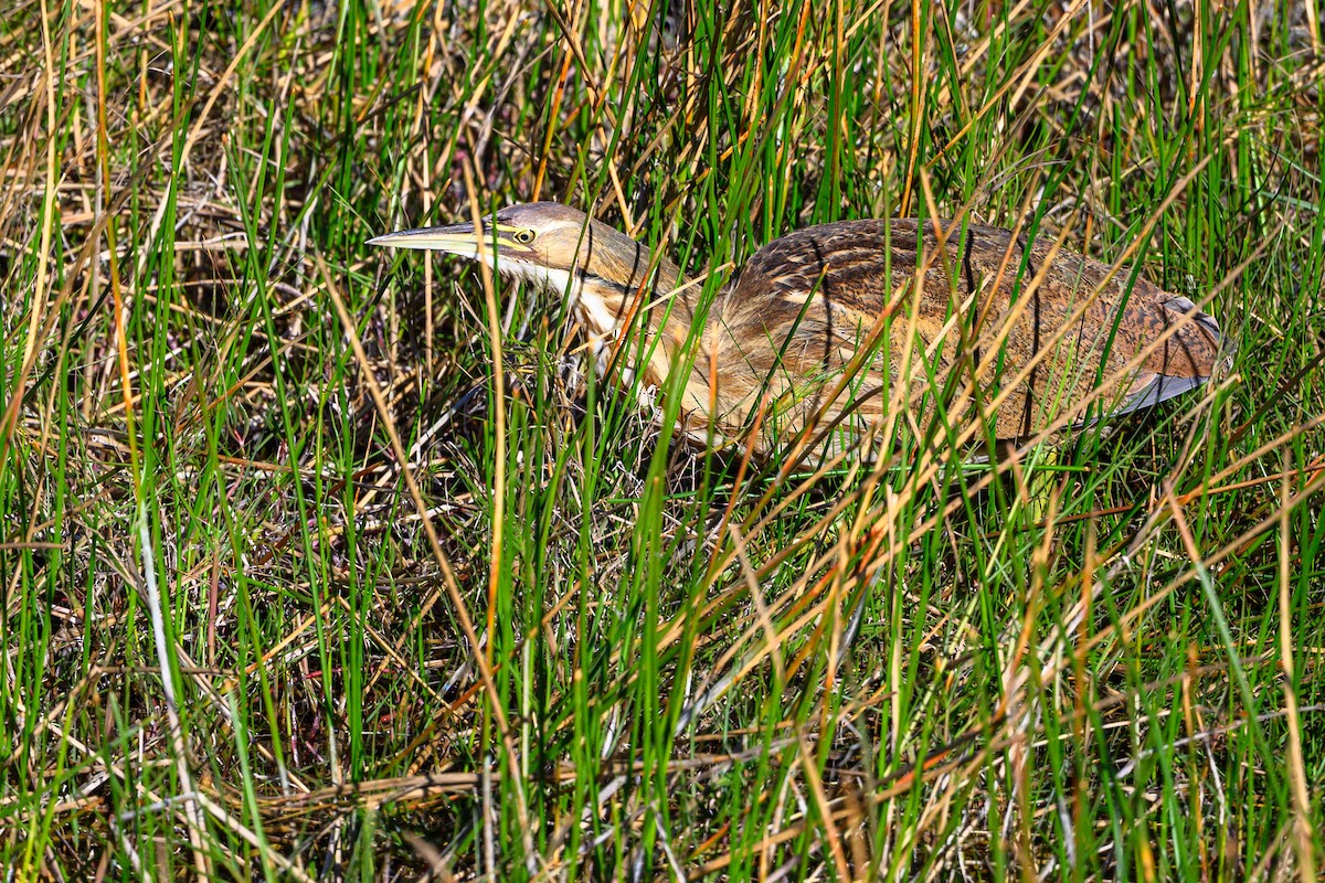 Бугай американський - ML647843029