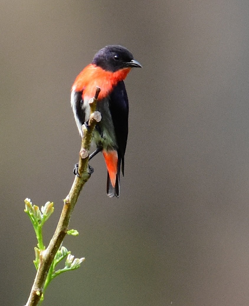 ヤドリギハナドリ - ML647843050