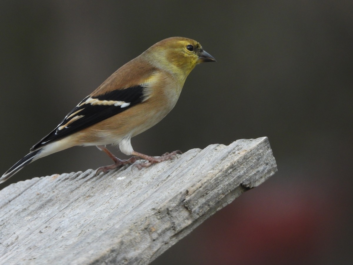 gulstillits - ML647843096