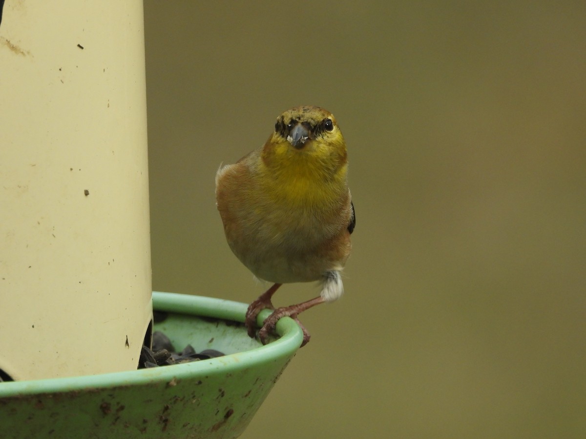 gulstillits - ML647843097