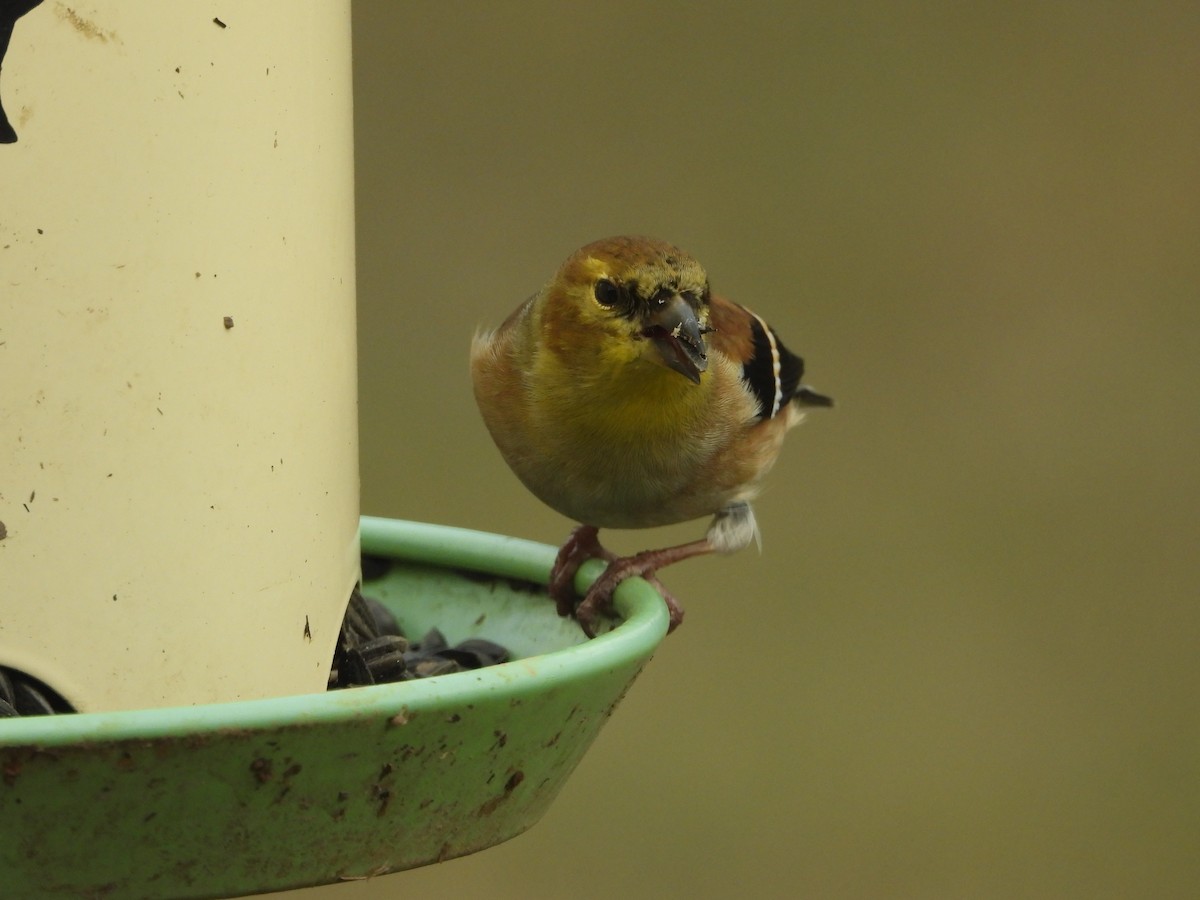 gulstillits - ML647843098