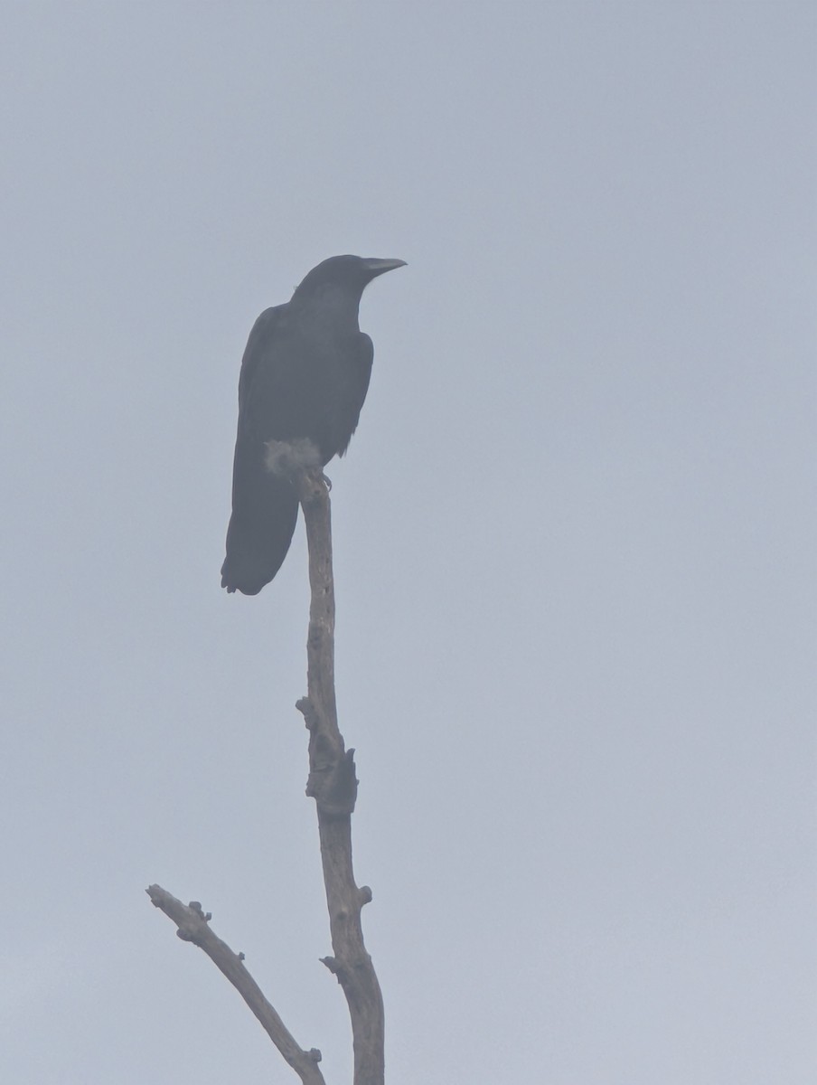 Corvo imperiale - ML647843103